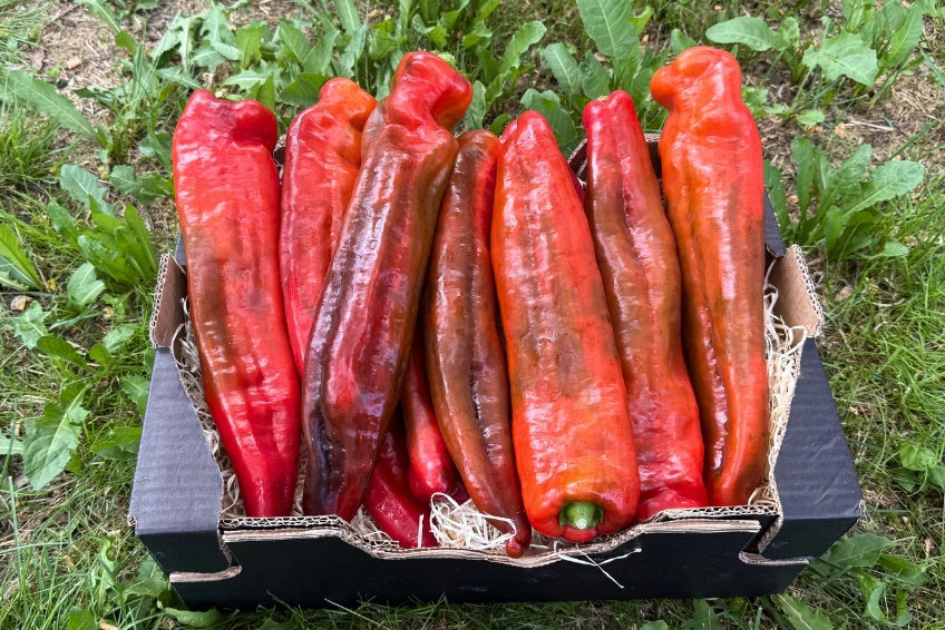 Paprika spitz Bio