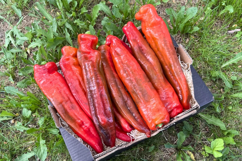 Paprika spitz Bio - Image 2