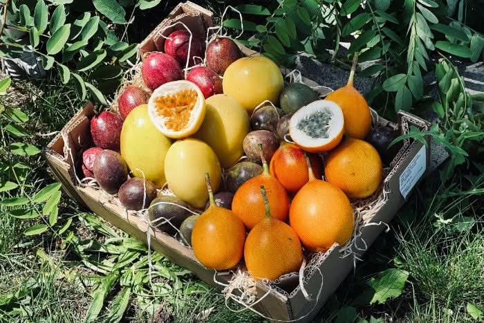 "Passiflora Lovers" Maracuja-Mix Box - Image 5