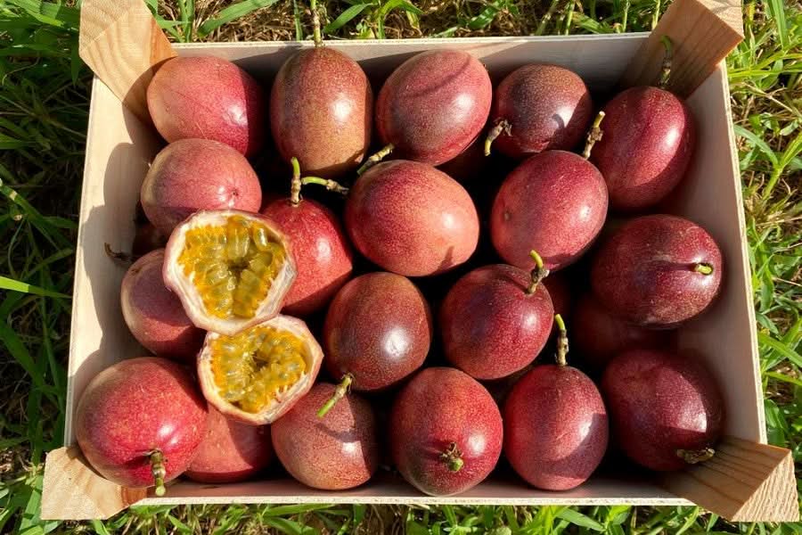 Passionsfrüchte rot von Salvador Sparpreis-Box