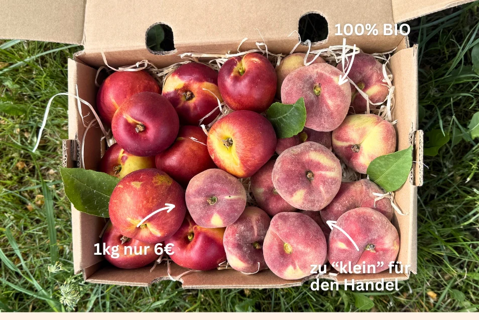 Pfirsich & Nektarinen Bio von Jordi Retterbox 3kg - Image 4