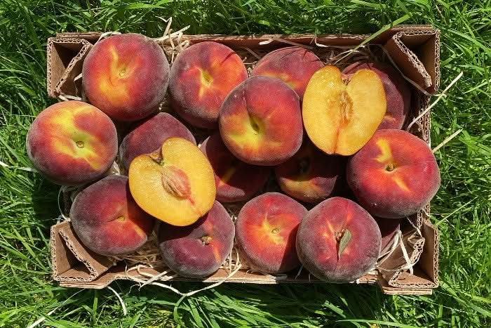 Pfirsiche gelb Bio von Jaque aus der Provence