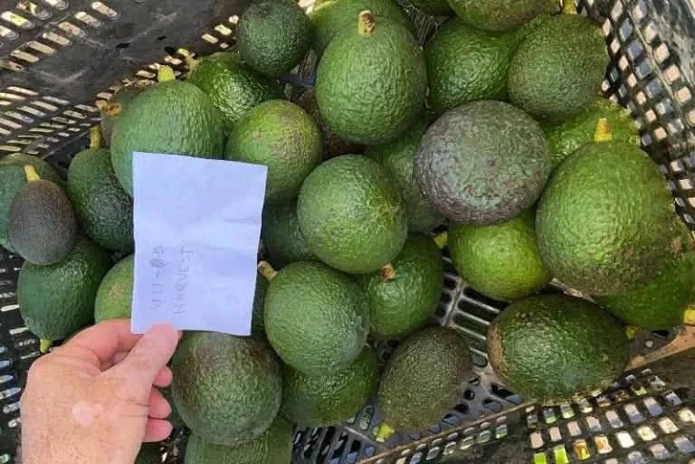 Avocado-Spätsorten Mix Box 14 Monate gereift von Julian - Image 10