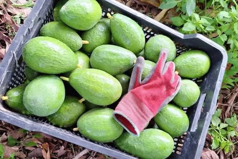 Avocado-Spätsorten Mix Box 14 Monate gereift von Julian - Image 11