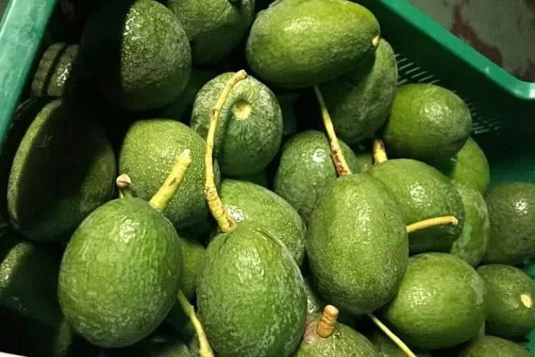 Avocado-Spätsorten Mix Box 14 Monate gereift von Julian - Image 12