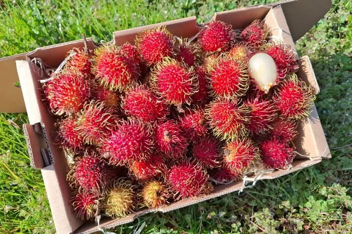 Rambutan 200g