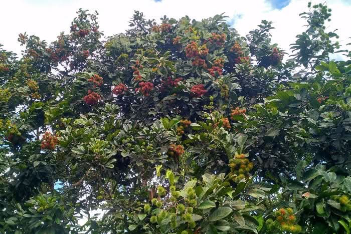 Rambutan 200g - Image 3