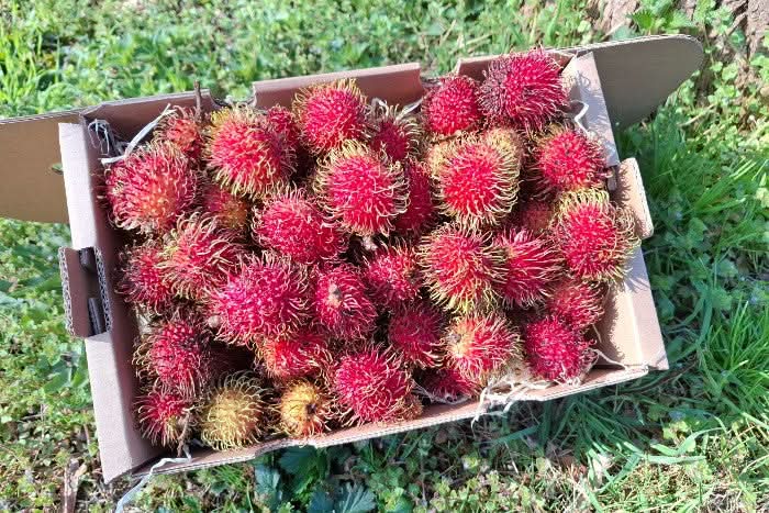 Rambutan 200g - Image 4