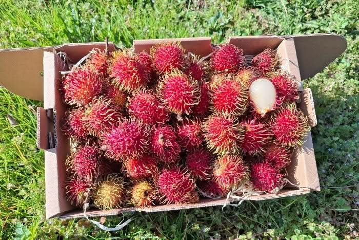 Rambutan 200g - Image 6