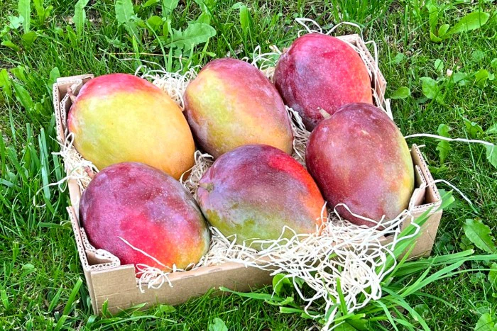 Riesenmango "Rosa" wild von Julian