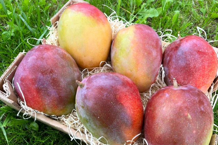 Riesenmango "Rosa" wild von Julian - Image 2
