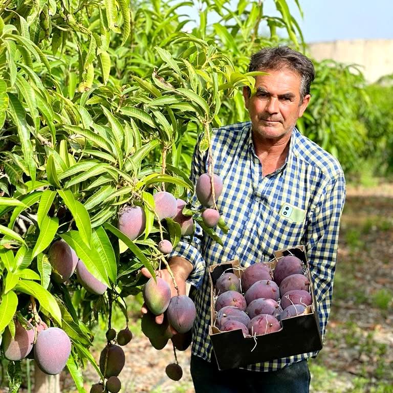 Riesenmangos Bio von Antonio Retterbox - Image 2