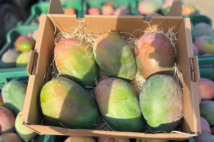 Riesenmangos Bio von Julian Retterbox - Image 2