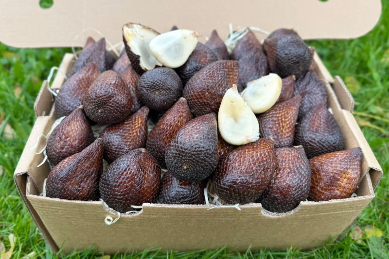 Salak (Schlangenfrucht) naturbelassen
