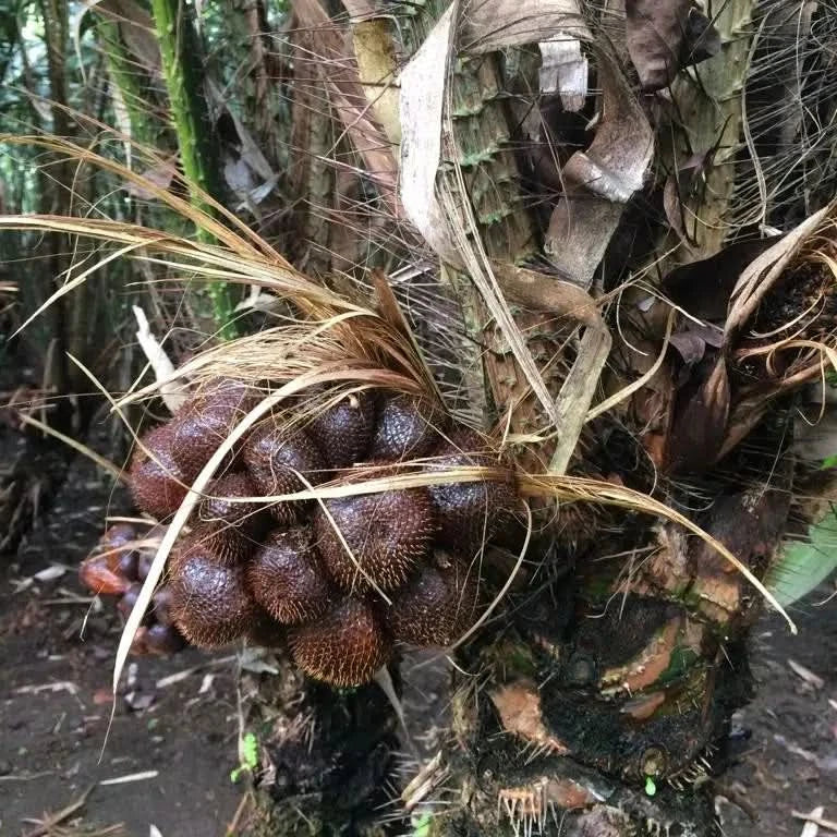 Salak (Schlangenfrucht) naturbelassen - Image 5