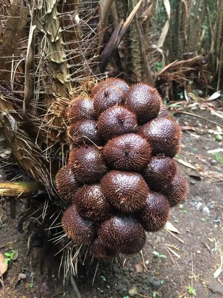 Salak (Schlangenfrucht) naturbelassen - Image 6