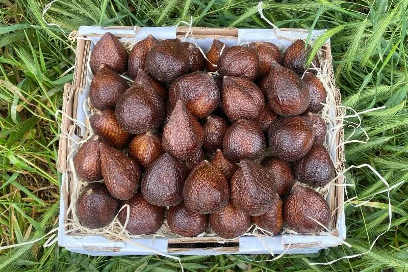Salak (Schlangenfrucht) naturbelassen - Image 8