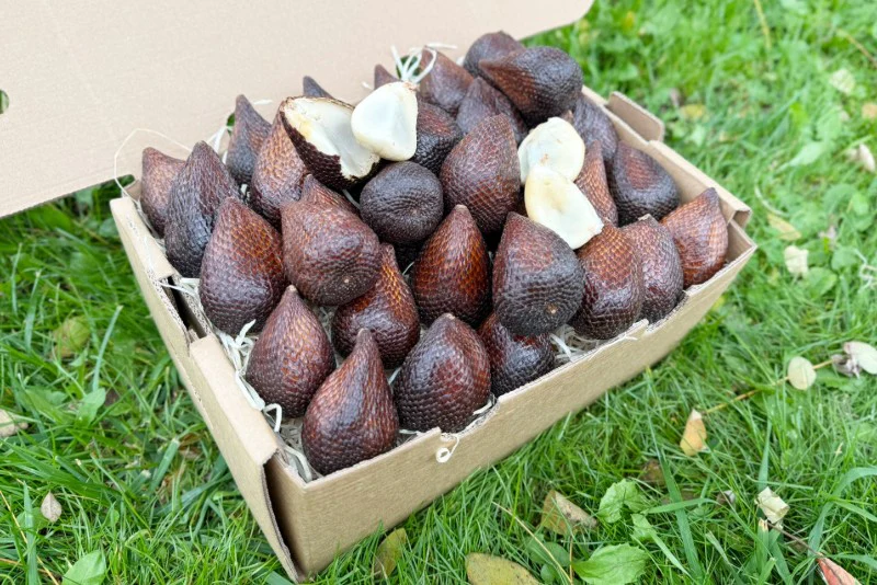 Salak (Schlangenfrucht) naturbelassen - Image 9