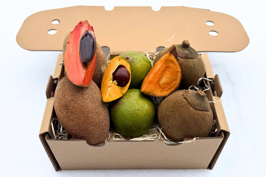 Sapote Duo Entdeckerbox