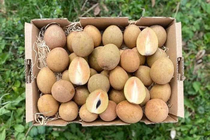 Sapotillen Bio & Fair Kipepeo