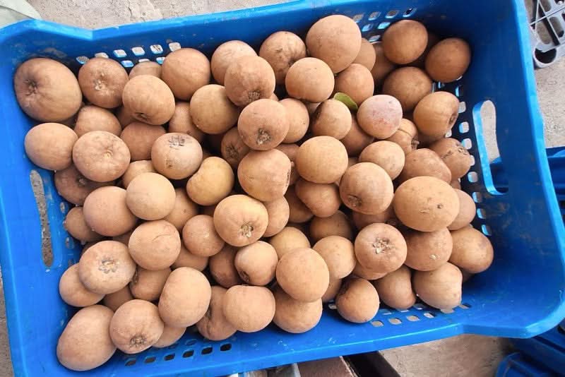 Sapotillo (Chicozapote)