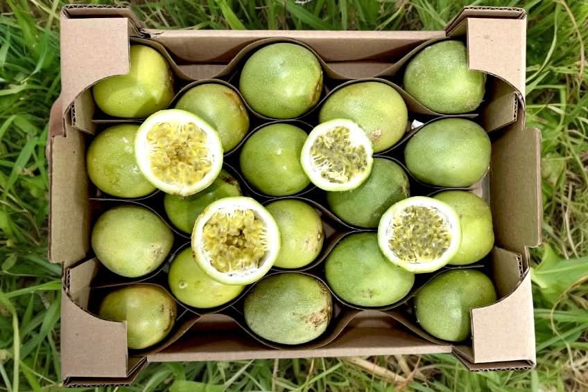 Smaragd-Maracuja "Sweet Emerald" von Familie Bolivar Sparpreis-Box