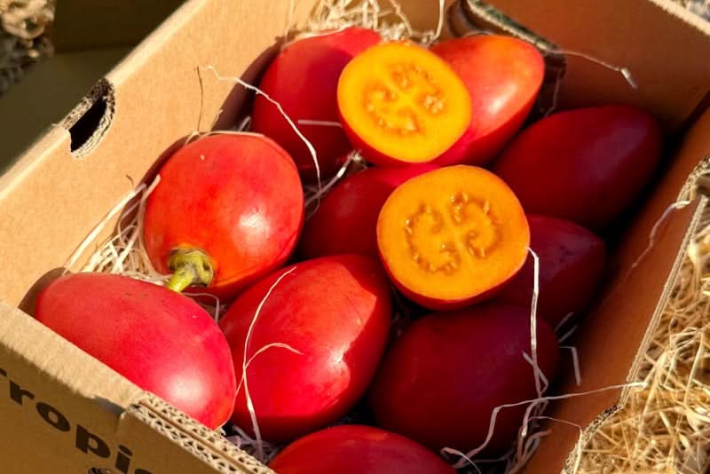 Tamarillo (Tomate de Arbol) 1 Stk.