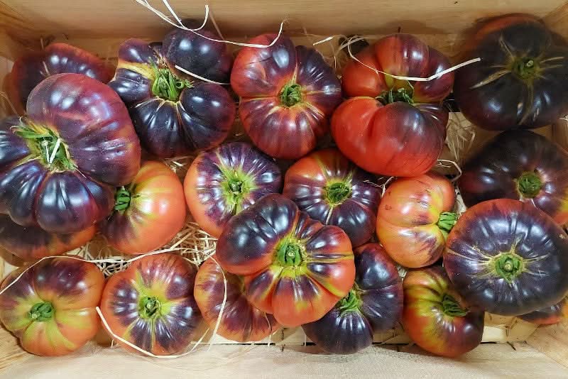 Tomaten Mix Bio "Alte Sorten" 3kg Box - Image 4