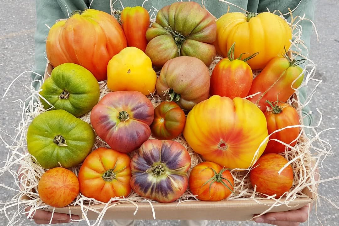 Tomaten Mix Bio "Alte Sorten" 3kg Box - Image 8