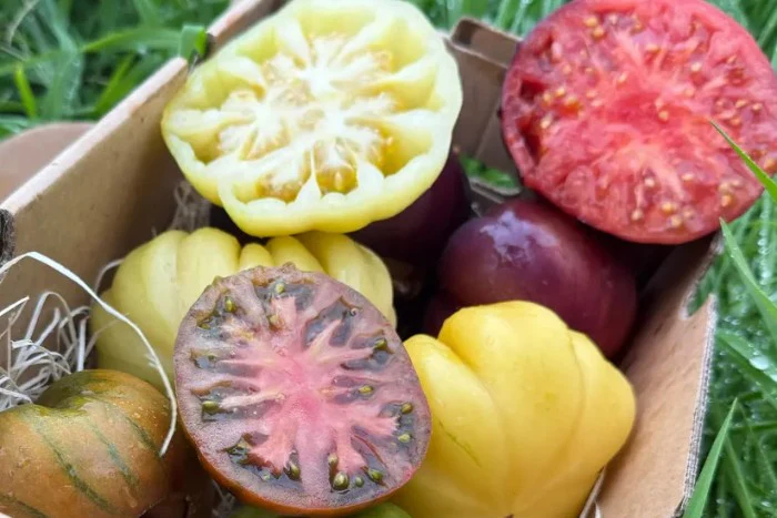 Bio Tomaten