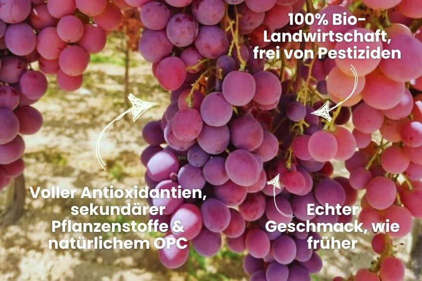 Trauben Mix Bio von Filippo Sonderpreis - Image 4