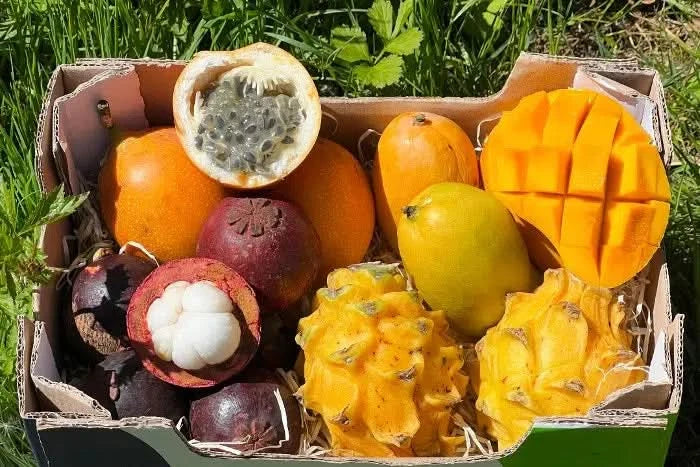 Exotische Früchtebox "Tropen Träumerei" - Image 13