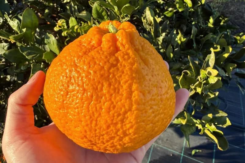 Zitrusrarität Dekopon "Mango-Mandarine" (Shiranui) 2,2kg Box - Image 2